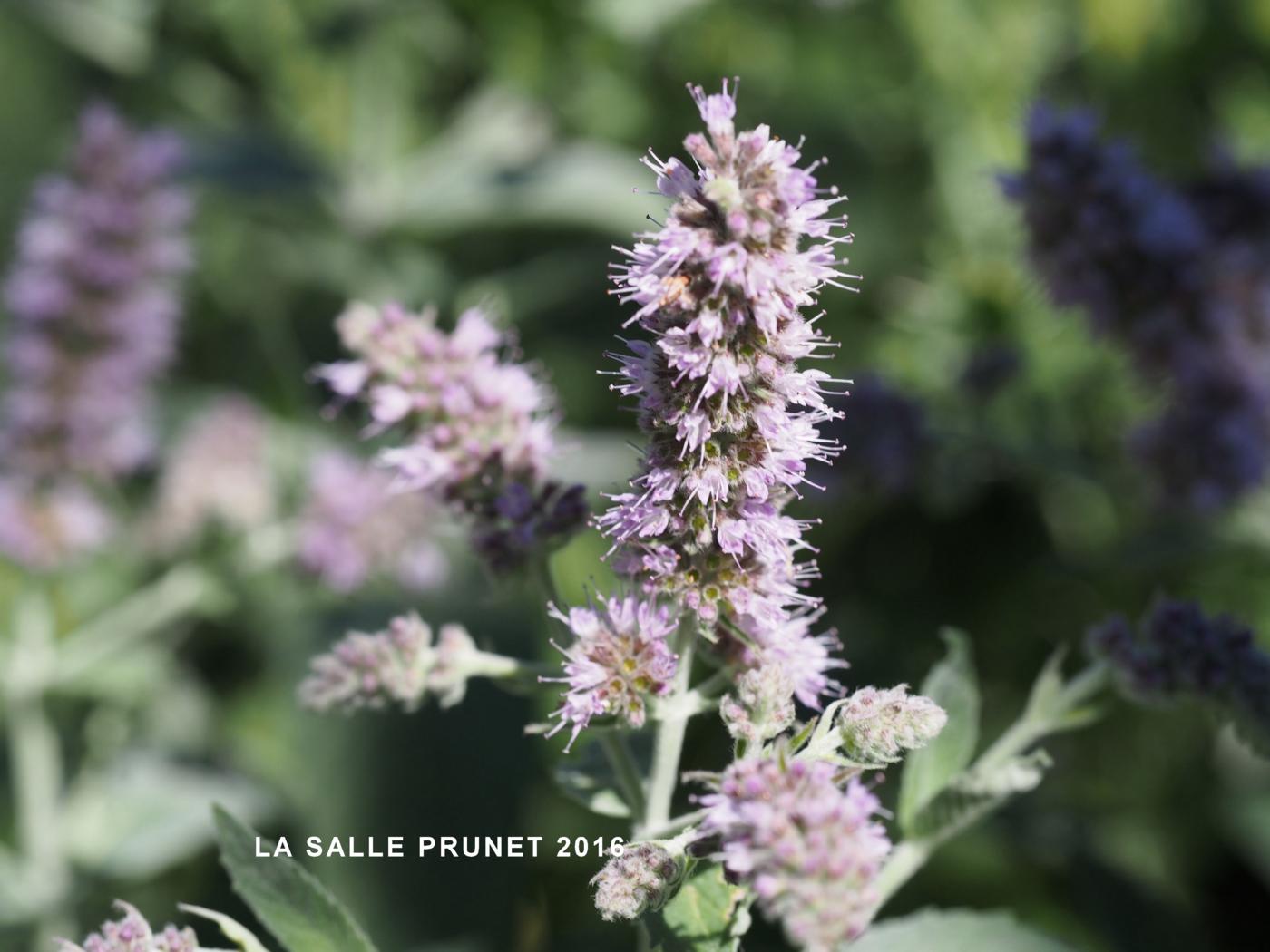 Mint, Horse flower